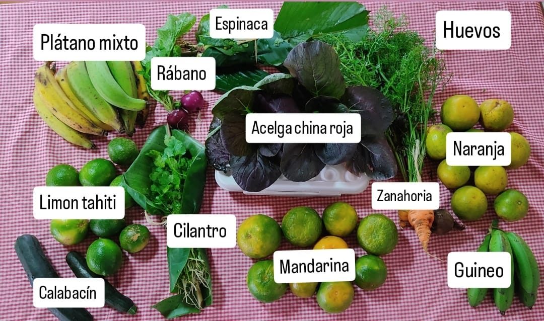 Caja con plátano, rábano, acelga china roja, cilantro, mandarinas, huevos y guineo