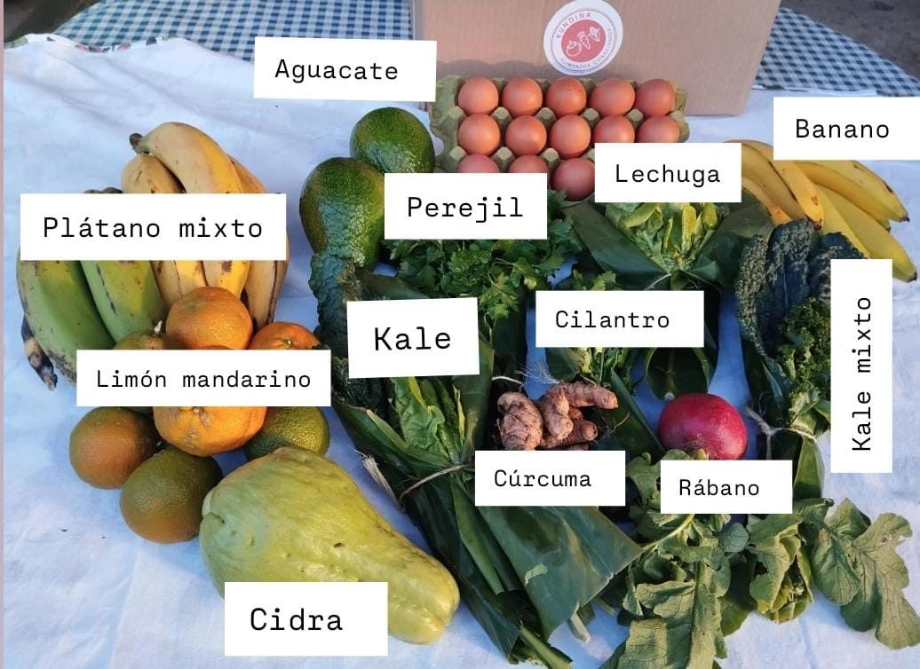Caja con aguacate, perejil, kale, cúrcuma, cidra, banano y huevos